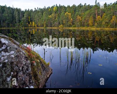 Europa, Schweden, Smaland, Norra Kvill Nationalpark, ruhiger Waldsee, Herbstfarben Stockfoto