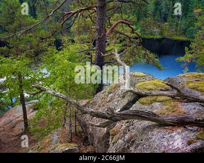 Europa, Schweden, Väster Götland, Tiveden Nationalpark, Granitfelsen, Kiefernwald Stockfoto