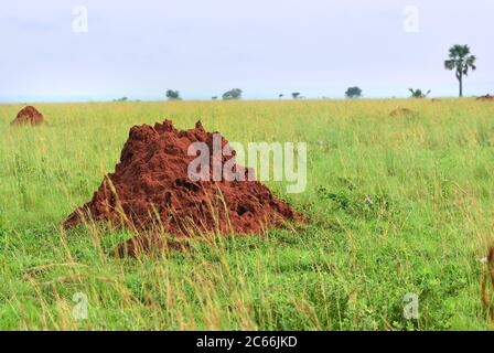 Wunderschöne Landschaft mit großen roten Termitenhügel im Murchison Falls Nationalpark bei Sonnenaufgang, Uganda, Afrika Stockfoto