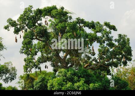 Big Sausage Tree (Kigelia africana) ist eine typische Pflanze im tropischen Afrika, die bei Sonnenuntergang am Ufer des Victoria Nil in Uganda gezeigt wird Stockfoto