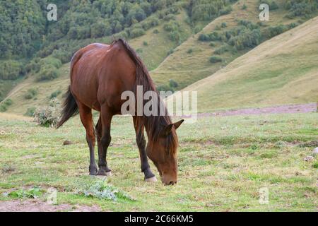 Ein braunes Wildpferd, das auf einer Vorgebirgswiese grast Stockfoto