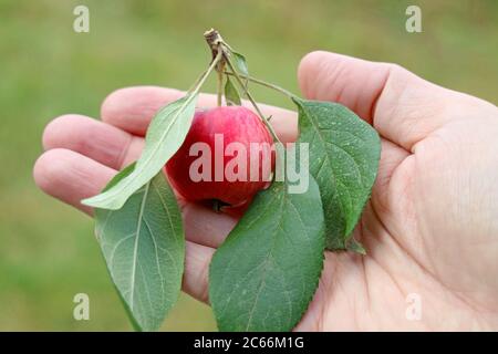 Nahaufnahme eine kleine frische reife Krabbenapfelfrucht in der Hand Stockfoto