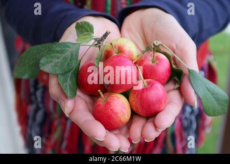 Haufen von winzigen frischen reifen Krabbenapfelfrüchten in der Hand der Frau Stockfoto