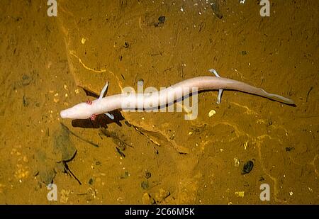 Grottenolm in der Tropfsteinhöhle Nova Vas, Porec, Istrien, Kroatien, Europa Stockfoto