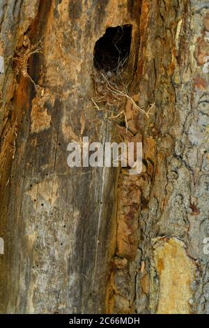 Ein Loch in einem toten Baum, das von einem Tier oder Vogel als Nisthöhle im ländlichen Alberta Canada verwendet wird. Stockfoto