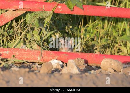 Braune Ratte, Schellerkörner, Harrogate, North Yorkshire Stockfoto