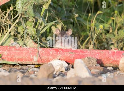 Braune Ratte, Schellerkörner, Harrogate, North Yorkshire Stockfoto