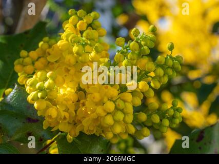 Blühende europäische Stechpalme, Ilex aquifolium Stockfoto