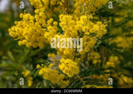 Blühende Mimose (Mimosa sp.) Im Garten, Gardasee, Italien, Europa Stockfoto