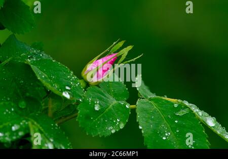 Eine wilde Rosenblüte (Rosa acicularis); die im Frühjahr im ländlichen Alberta Kanada aus einem Meer grünen Laubs hervortritt Stockfoto