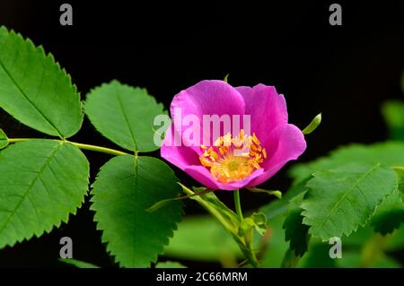 Eine dunkelrosa Wildrose, die im ländlichen Alberta Kanada wächst. Stockfoto