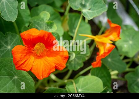 Orangenes Kapuzinerkresse oder Tropeolum majus im Garten in der Sonne im Juli Stockfoto