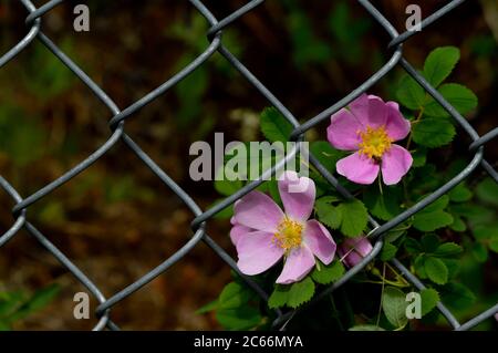 Hübsche, wilde Rosenblüten (Rosa acicularis), die auf einem Metallzaun im ländlichen Alberta Kanada wachsen Stockfoto