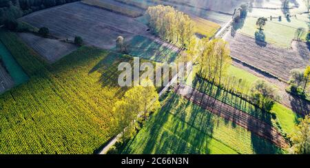 Maisfelder vor der Ernte - Herbstansicht aus der Luft Stockfoto