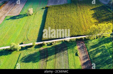 Maisfelder vor der Ernte - Herbstansicht aus der Luft Stockfoto