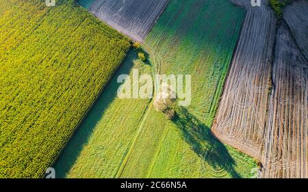 Maisfelder vor der Ernte - Herbstansicht aus der Luft Stockfoto