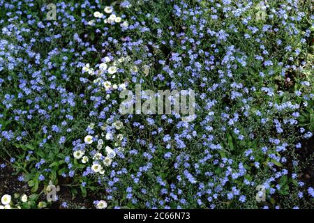 Draufsicht auf ein Meer von Blumen von Vergissmeinnicht-Blumen und ein paar Gänseblümchen dazwischen, Stockfoto