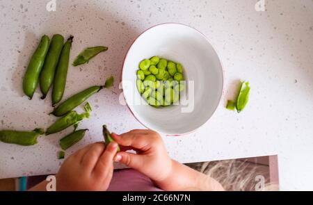 Junge 3-jährige Mädchen shucking frisch gepflückt hausgewachsenen Bohnen - Vicia faba - bereit für das Kochen Foto von Simon Dack aufgenommen Stockfoto