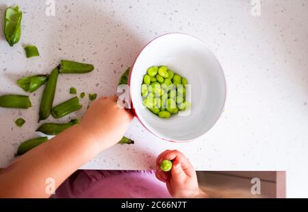 Junge 3-jährige Mädchen shucking frisch gepflückt hausgewachsenen Bohnen - Vicia faba - bereit für das Kochen Foto von Simon Dack aufgenommen Stockfoto