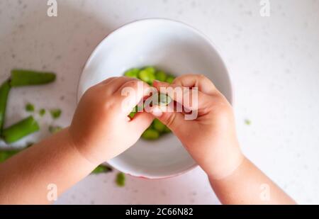 Junge 3-jährige Mädchen shucking frisch gepflückt hausgewachsenen Bohnen - Vicia faba - bereit für das Kochen Foto von Simon Dack aufgenommen Stockfoto