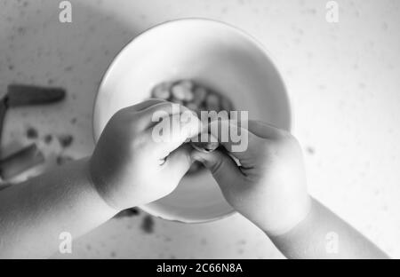 Junge 3-jährige Mädchen shucking frisch gepflückt hausgewachsenen Bohnen - Vicia faba - bereit für das Kochen Foto von Simon Dack aufgenommen Stockfoto