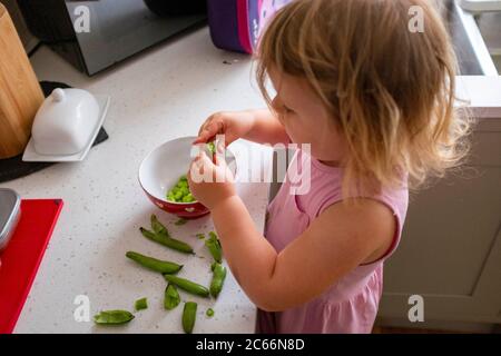 Junge 3-jährige Mädchen shucking frisch gepflückt hausgewachsenen Bohnen - Vicia faba - bereit für das Kochen Foto von Simon Dack aufgenommen Stockfoto