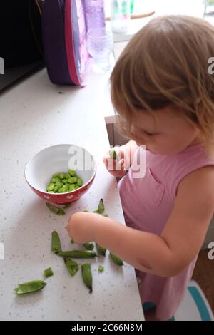 Junge 3-jährige Mädchen shucking frisch gepflückt hausgewachsenen Bohnen - Vicia faba - bereit für das Kochen Foto von Simon Dack aufgenommen Stockfoto