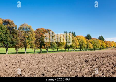 Baumallee im Herbst, Schwäbische Alb, Baden-Württemberg, Deutschland Stockfoto