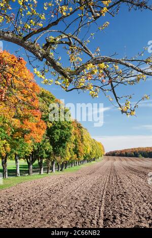 Baumallee im Herbst, Schwäbische Alb, Baden-Württemberg, Deutschland Stockfoto