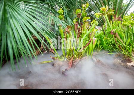 Fleischfressende Pflanzen im riesigen botanischen Garten, Pflanzenausstellung, Naturkonzept Stockfoto