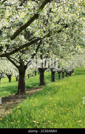 Kirschblüte in Obereggenen, Eggener Tal, Markgräfler Land, Schwarzwald, Baden Württemberg, Deutschland Stockfoto