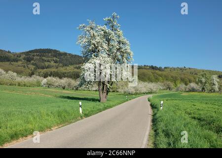 Kirschblüte in Obereggenen, Eggener Tal, Markgräfler Land, Schwarzwald, Baden Württemberg, Deutschland Stockfoto