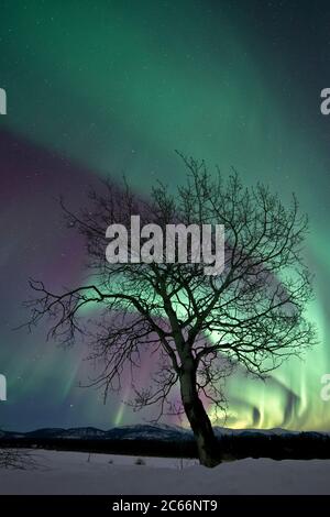 Nordlichter tanzen über Landschaft mit Baum, Yukon Territory, Kanada Stockfoto