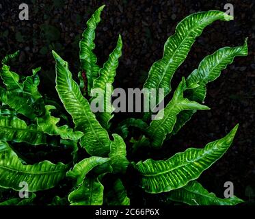Zerknitterte Farnblätter vor einem dunklen Gartenhintergrund fotografiert, um die schönen grünen Farben herauszubringen. Regentropfen glitzern auf den glänzenden Oberflächen. Stockfoto