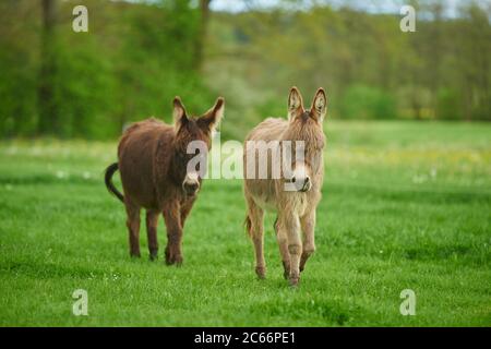 Zwei Esel auf einer Wiese Stockfoto