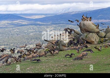 Greifgeier (Gyps fulvus) und Schwarzgeier (Aegypius monachus), Castilla-La Mancha, Spanien Stockfoto