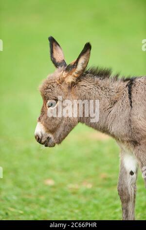 Esel, Equus asinus asinus, Fohlen auf einer Wiese, Nahaufnahme, Detail Stockfoto