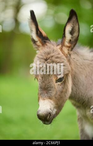 Esel, Equus asinus asinus, Fohlen auf einer Wiese, Portrait Stockfoto