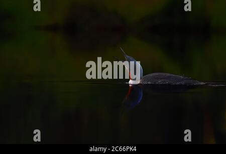 Rotkehltaucher im Moorteich, am letzten Abend Licht, Schweden Stockfoto