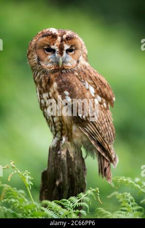 Junge Waldkauz, Strix aluco Stockfoto