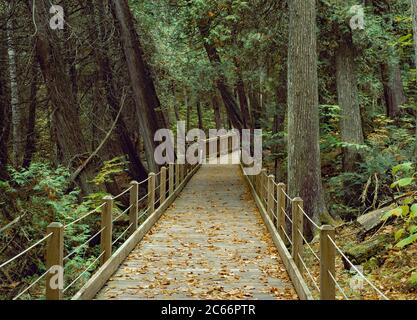 Machen Sie einen Trail durch einen Sumpf aus nordweißer Zeder im New Yorker Adirondack Mountanis Stockfoto