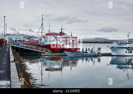 Island, Reykjavik Harbour, Boattour, Walbeobachtungsboote im alten Hafen Stockfoto