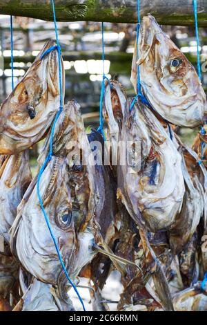 Island, Fischspezialitäten, Hardfiskur, isländische getrocknete Fischköpfe Stockfoto