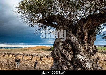 Olivenbaum in der Landschaft der Weinberge am Ende des Winters in der Region Ribera del Duero Weine in der Provinz Valladolid in Spanien Europa Stockfoto