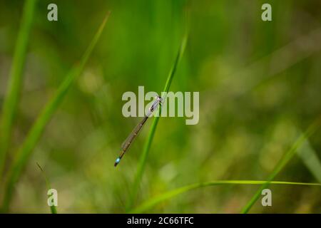 Damselfly sitzt auf Grashalm Stockfoto