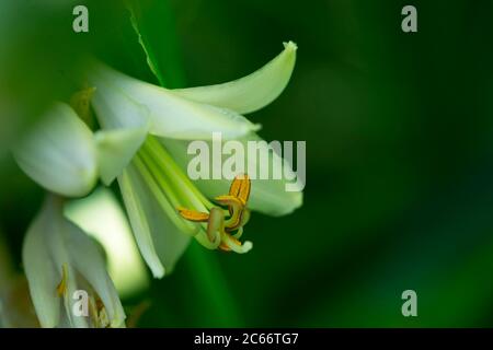 Nahaufnahme von Hosta sieboldiana, elegans Stockfoto