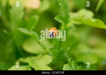 Marienkäfer auf einem Blatt, natürlicher grüner Hintergrund Stockfoto