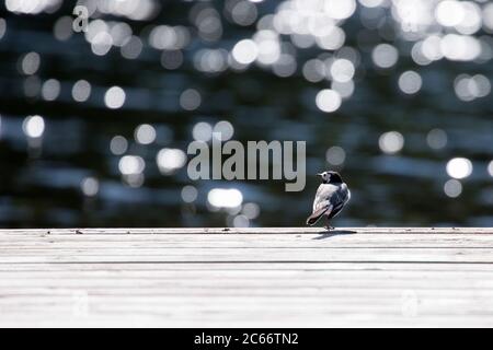 Bachstelze, (Motacilla alba) am Pier, wunderschöner Bokeh Hintergrund Stockfoto