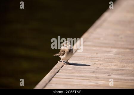 Bachstelze, (Motacilla alba) Küken auf dem Pier Stockfoto