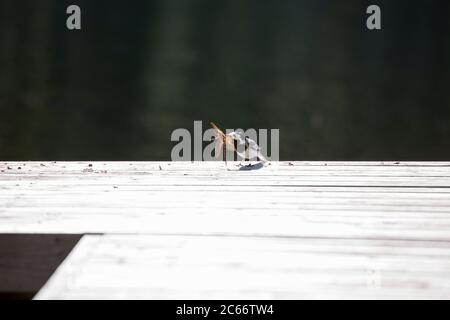 Bachstelze, (Motacilla alba) mit Libelle auf dem Pier, dunkler Wasserhintergrund Stockfoto